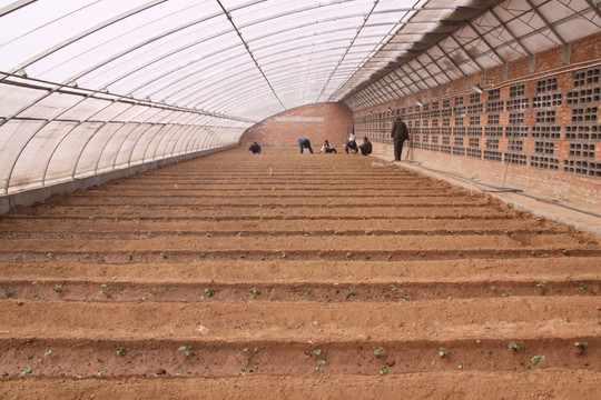 高效節能溫室黃瓜定植 大棚材料與配套設施的科學設計與選型指南