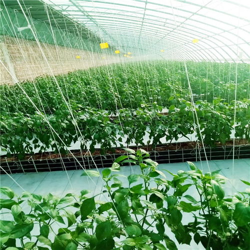 日光溫室 現代農業的智慧結晶